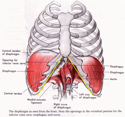 Fatigue Compensation Part II&##x3a; Functional Abdominal Training
