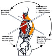 Book Review - Asessement and Treatment of Muscle Imbalances and upcoming DNS courses