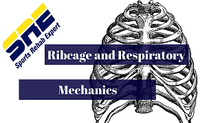 Ribcage and Respiratory Mechanics