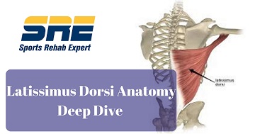 Latissimus Dorsi Anatomy Deep Dive