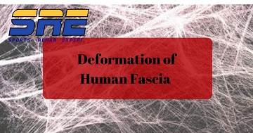 Deformation of Human Fascia