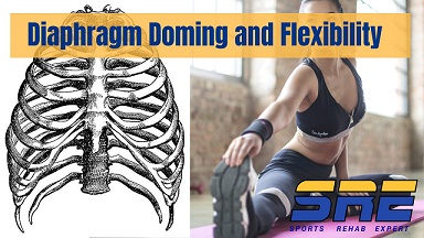 Diaphragm Doming and Hamstring Length