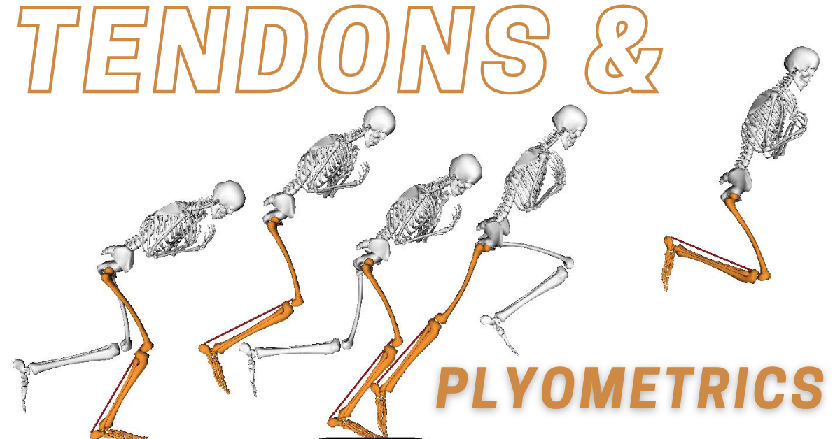 Learn The Keys To Make Tendons More Resilient&##x21;