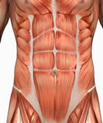 Should We Train the Rectus Abdominus&##x3f;